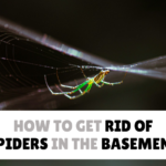 How to Get Rid of Spiders in Basement