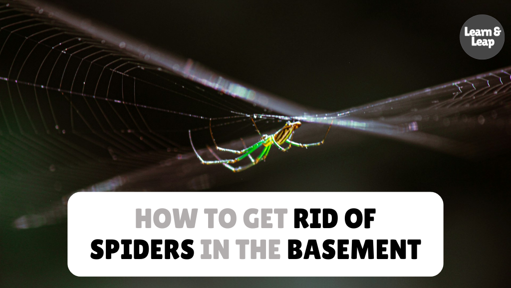 How to Get Rid of Spiders in Basement