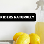 How to Get Rid of Spiders in the Basement Naturally