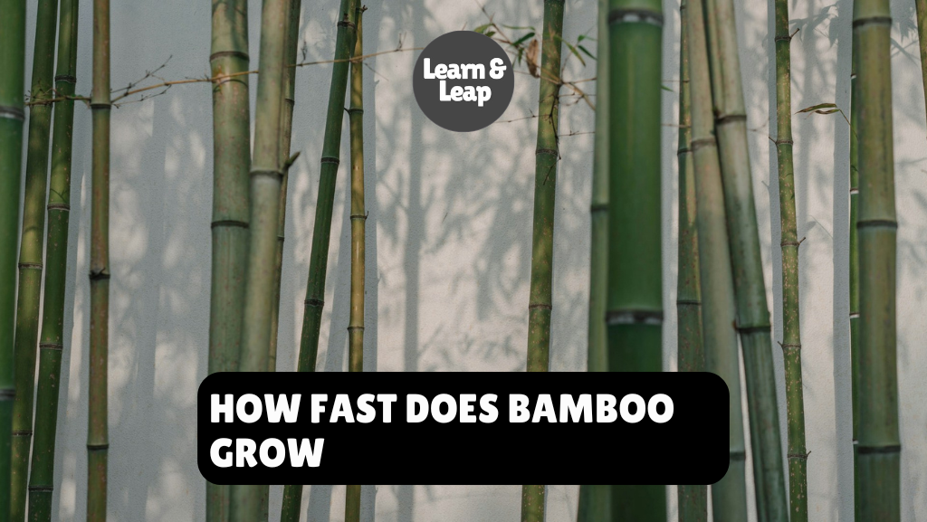 How Fast Does Bamboo Grow