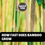 How Fast Does Bamboo Grow