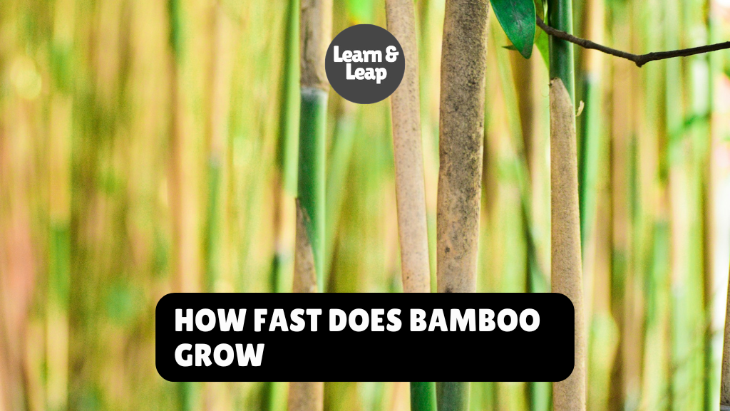 How Fast Does Bamboo Grow